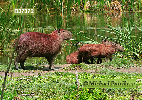 Capybara (Hydrochoerus hydrochaeris)
